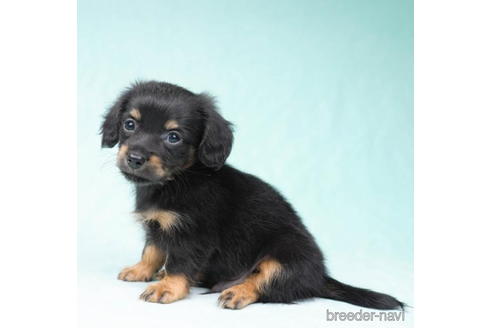 成約済の東京都のチワックス:チワワ×ミニチュアダックスフンド-190537の3枚目